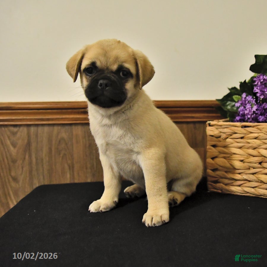 Mixed Breed dogs Snowball - Ad 1
