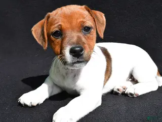Jack Russell Terrier dogs for sale: Lilah - Ad 2