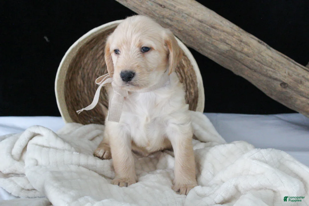 Labradoodle dogs for sale: Petunia - Ad 1