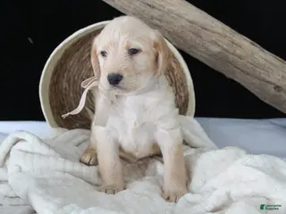 Labradoodle dogs for sale: Petunia - Ad 2