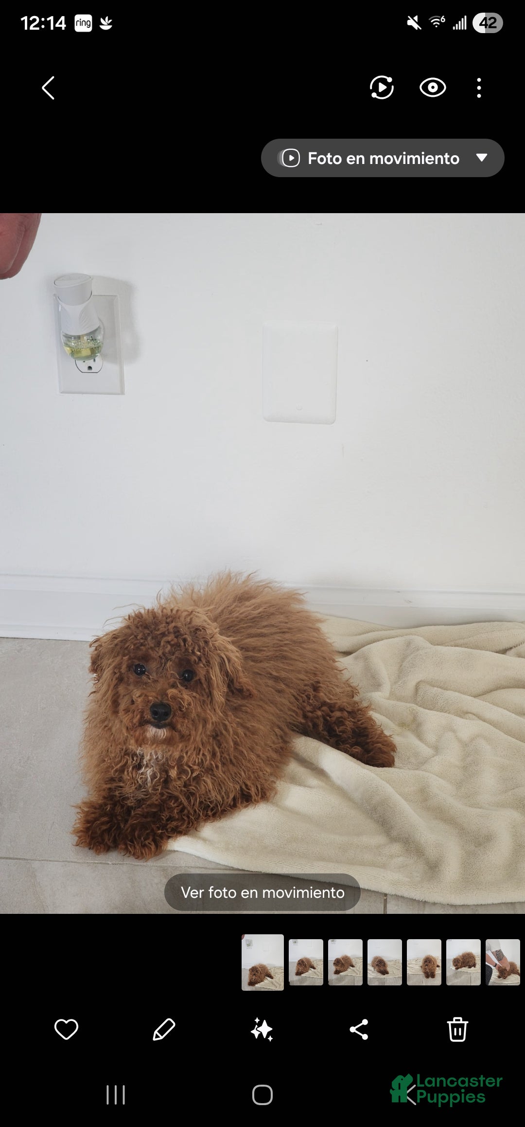Miniature Poodle dogs Brownie  - Ad 14