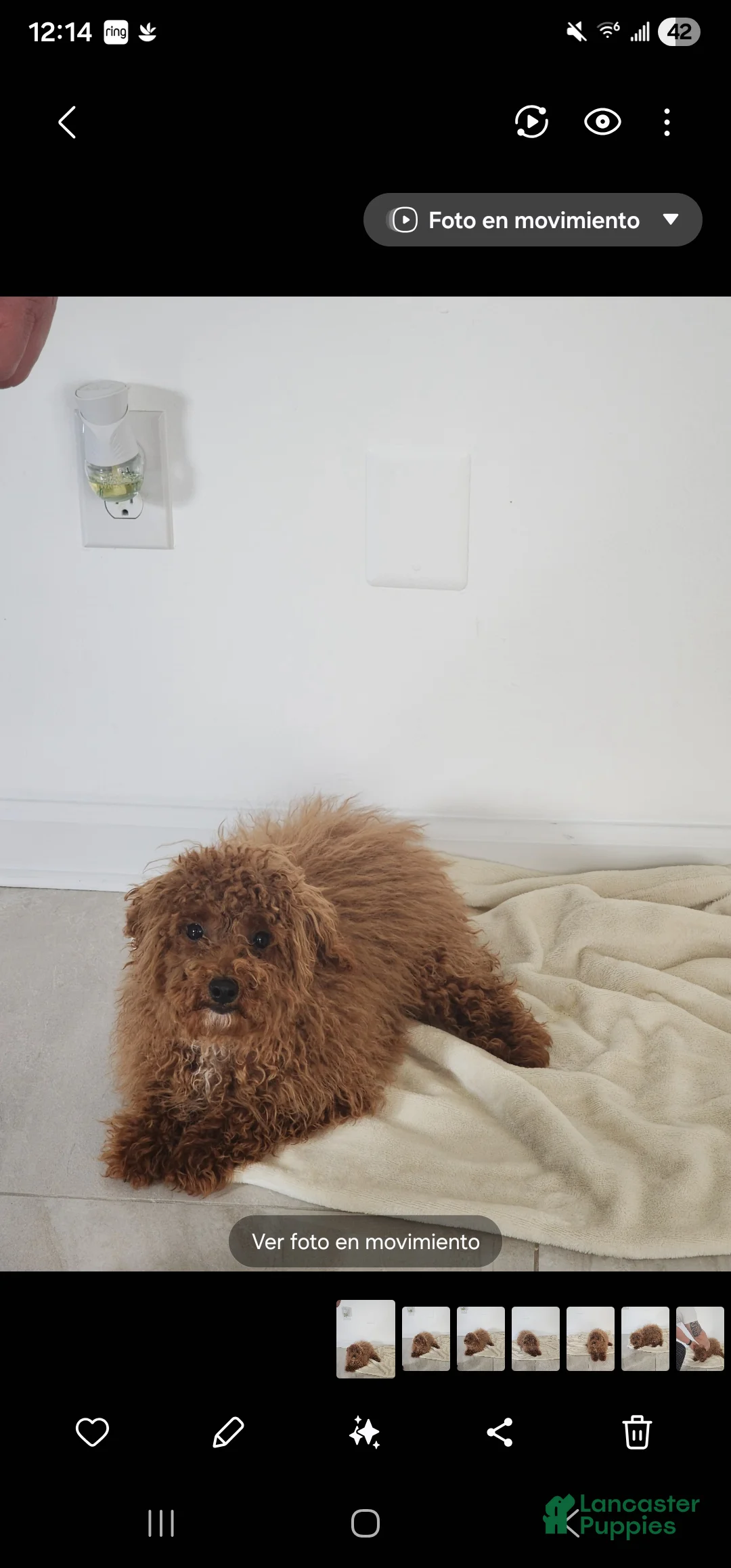 Miniature Poodle dogs for sale: Brownie  - Ad 1