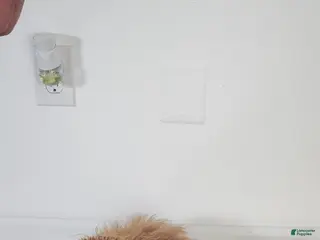 Miniature Poodle dogs Brownie - Ad 14