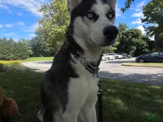 Siberian Husky dogs Siberian Husky Puppy 1 - Ad 40