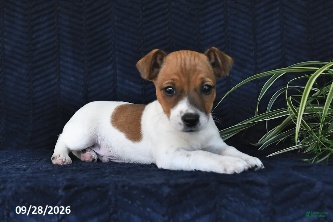 Jack Russell Terrier dogs for sale: Miller - Ad 2