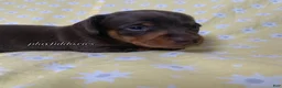 Miniature Dachshund dogs for sale: Tootsie - Ad 16