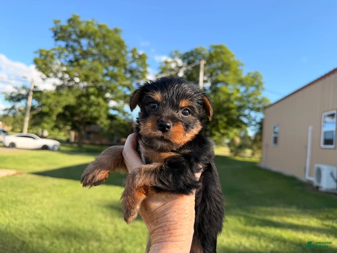 Yorkshire Terrier dogs for sale: Yorkshire Terrier Puppy 4 - Ad 1