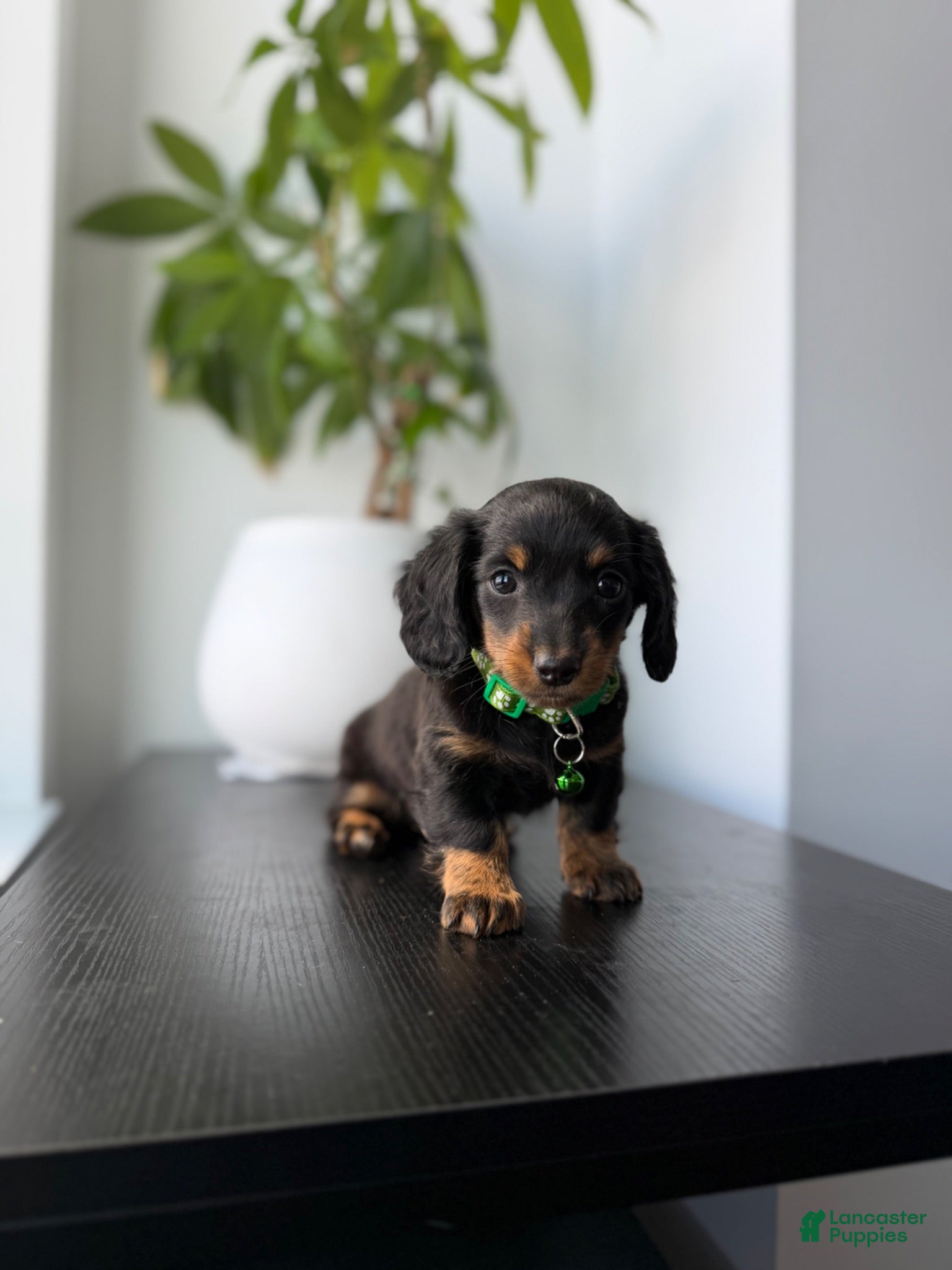 Miniature Dachshund dogs for sale: Shaggy - Ad 2