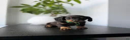 Miniature Dachshund dogs for sale: Shaggy - Ad 1