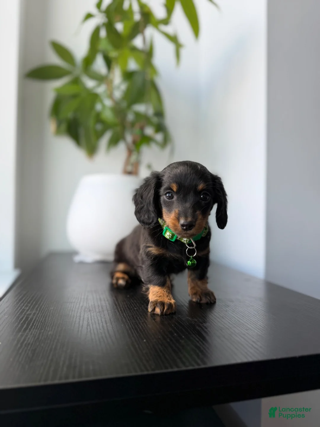 Miniature Dachshund dogs for sale: Shaggy - Ad 1