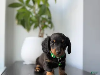 Miniature Dachshund dogs for sale: Shaggy - Ad 2