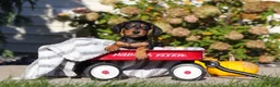 Dachshund dogs for sale: Precious - Ad 7
