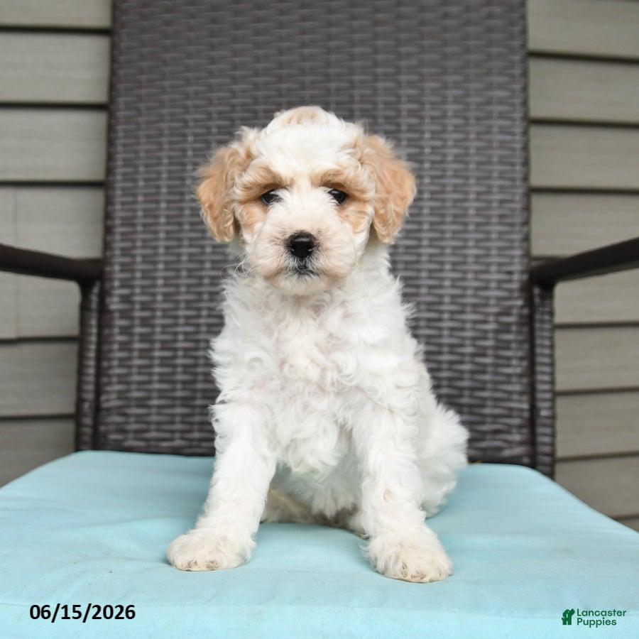 Cavapoo dogs Stacie - Ad 2