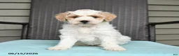 Cavapoo dogs for sale: Stacie - Ad 2