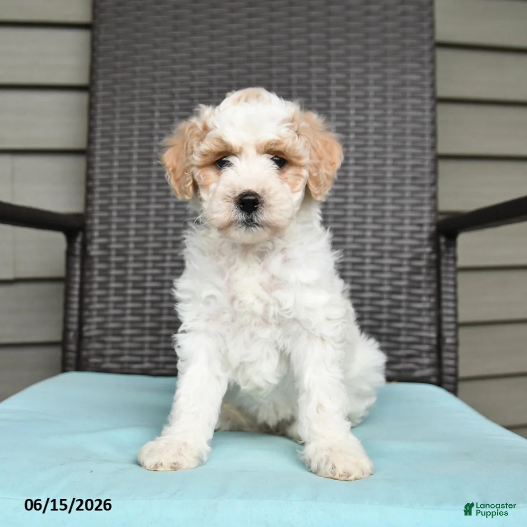 Cavapoo dogs for sale: Stacie - Ad 2