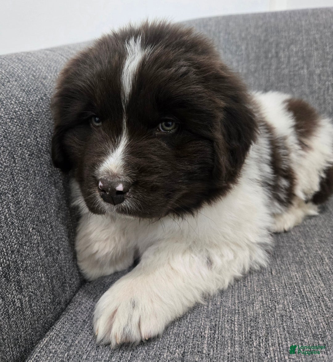 Newfoundland dogs for sale: Barney  - Ad 6