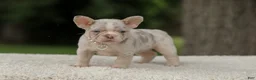 French Bulldog dogs for sale: Dora - Ad 3