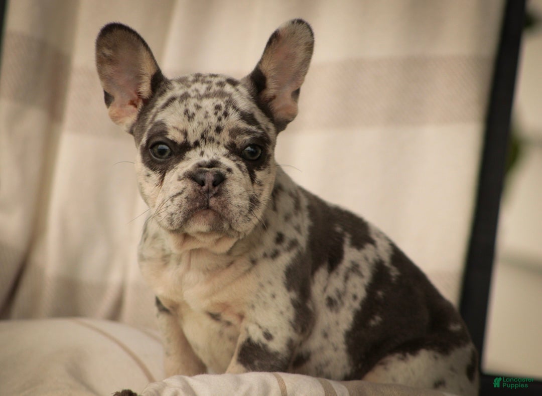 French Bulldog dogs Lexa French Bulldog  - Ad 1