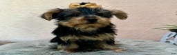 Yorkshire Terrier dogs for sale: Hallie - Ad 21