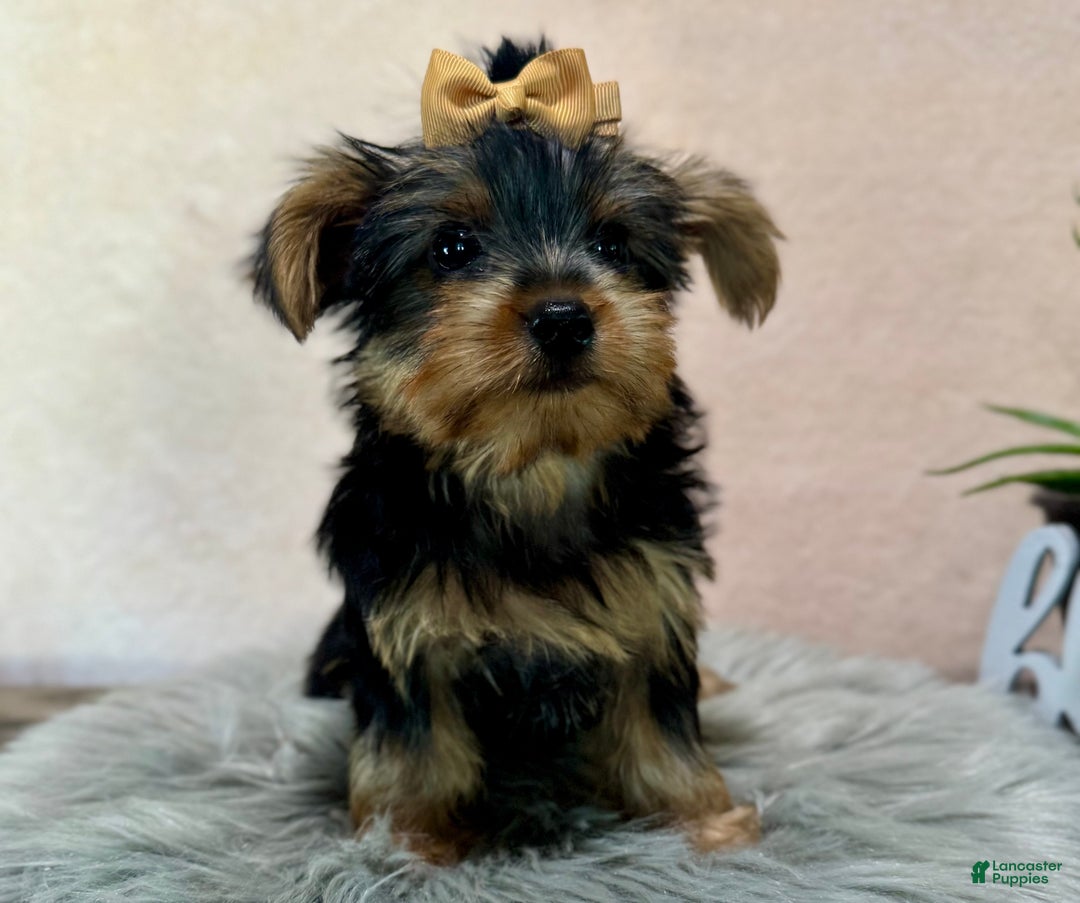 Yorkshire Terrier dogs for sale: Hallie - Ad 21