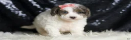 Mini Goldendoodle dogs for sale: Vienna - Ad 3