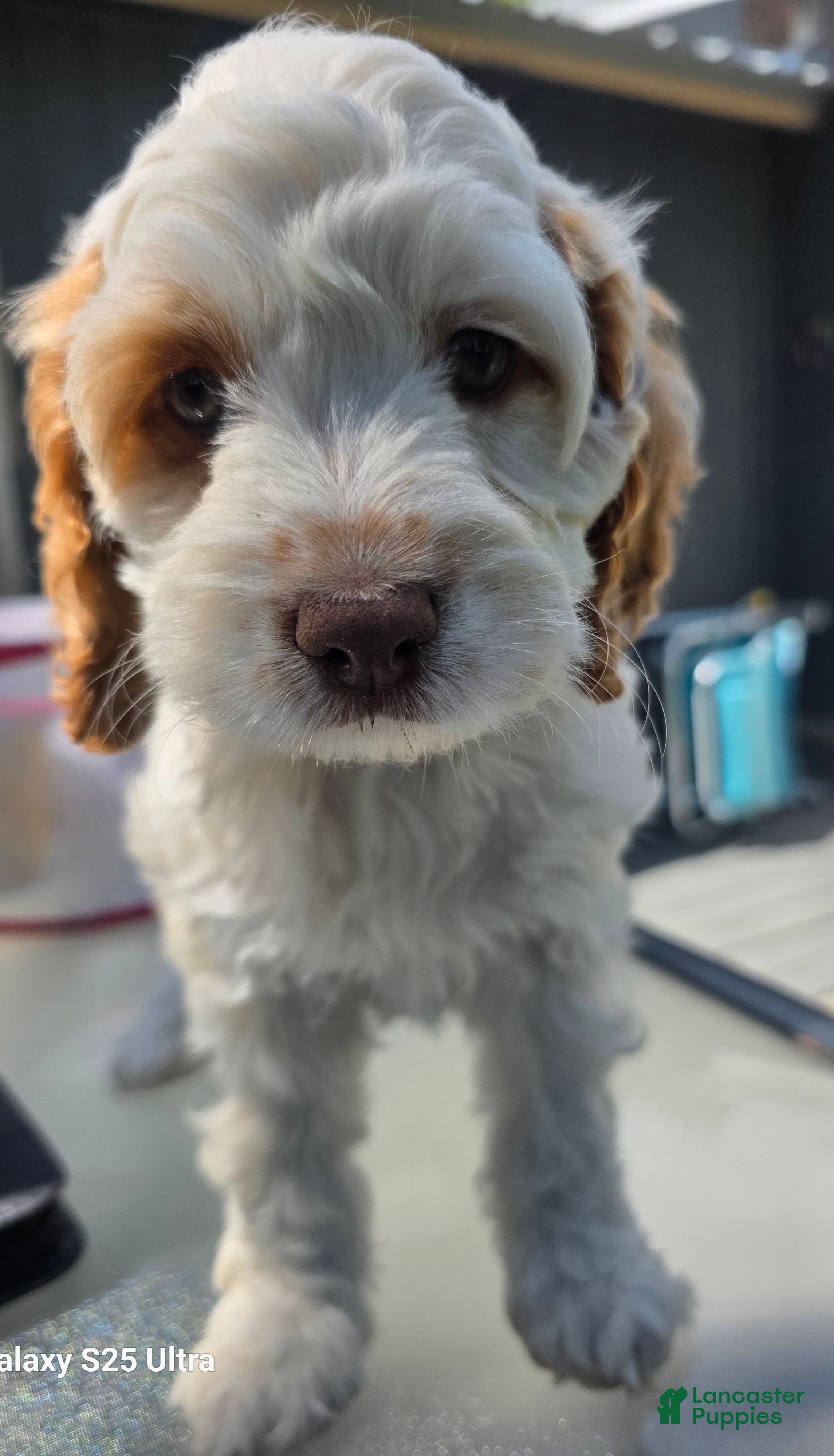 Cockapoo dogs Ruby - Ad 2
