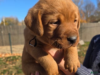 Labrador Retriever dogs - Ad 17