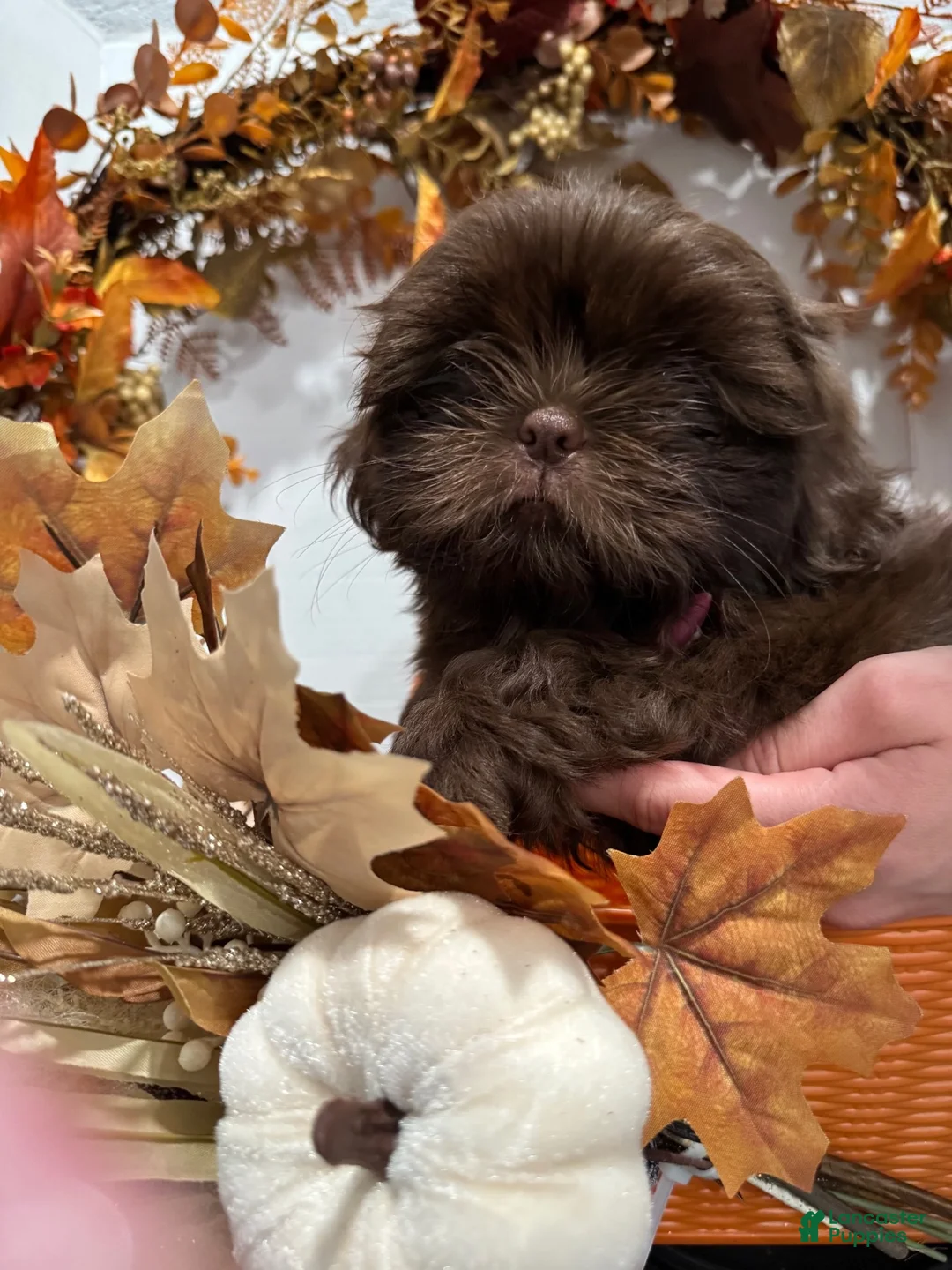 Shih Tzu dogs for sale: Churro - Ad 2