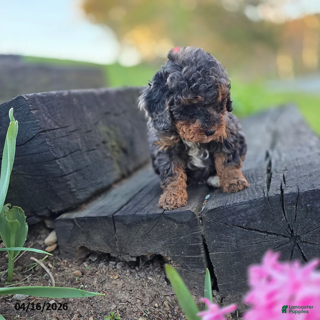 Mini Bernedoodle dogs for sale: Silver - Ad 2
