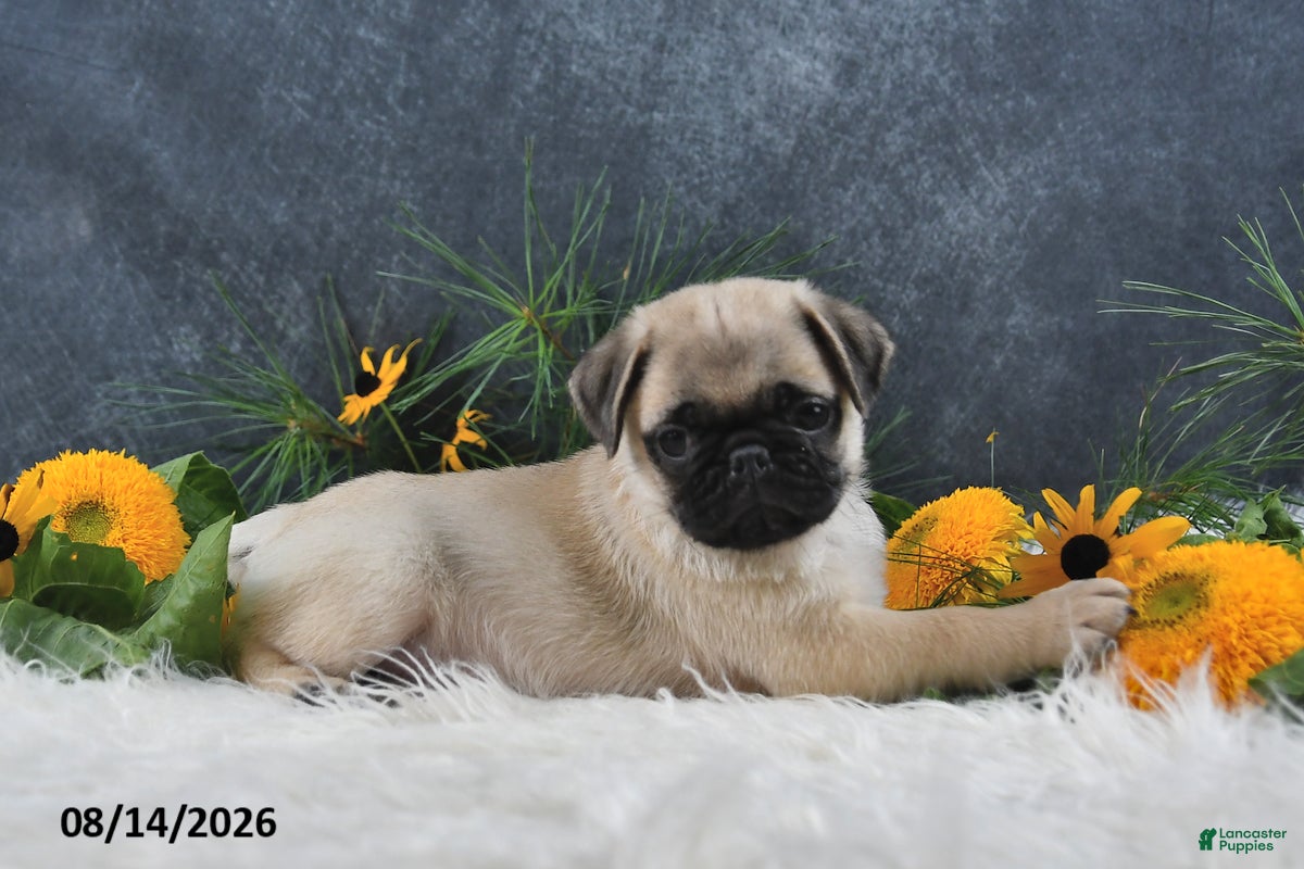 Pug dogs Logan - Ad 2