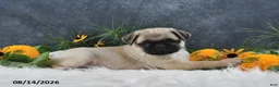 Pug dogs for sale: Logan - Ad 2