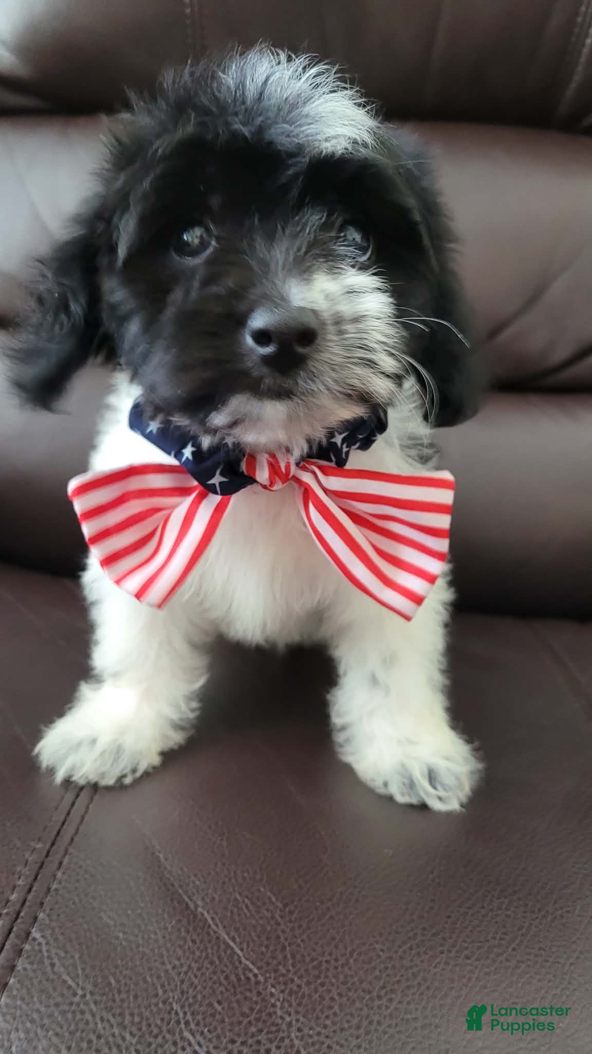Maltipoo dogs for sale: Maltipoo 3 - Ad 2