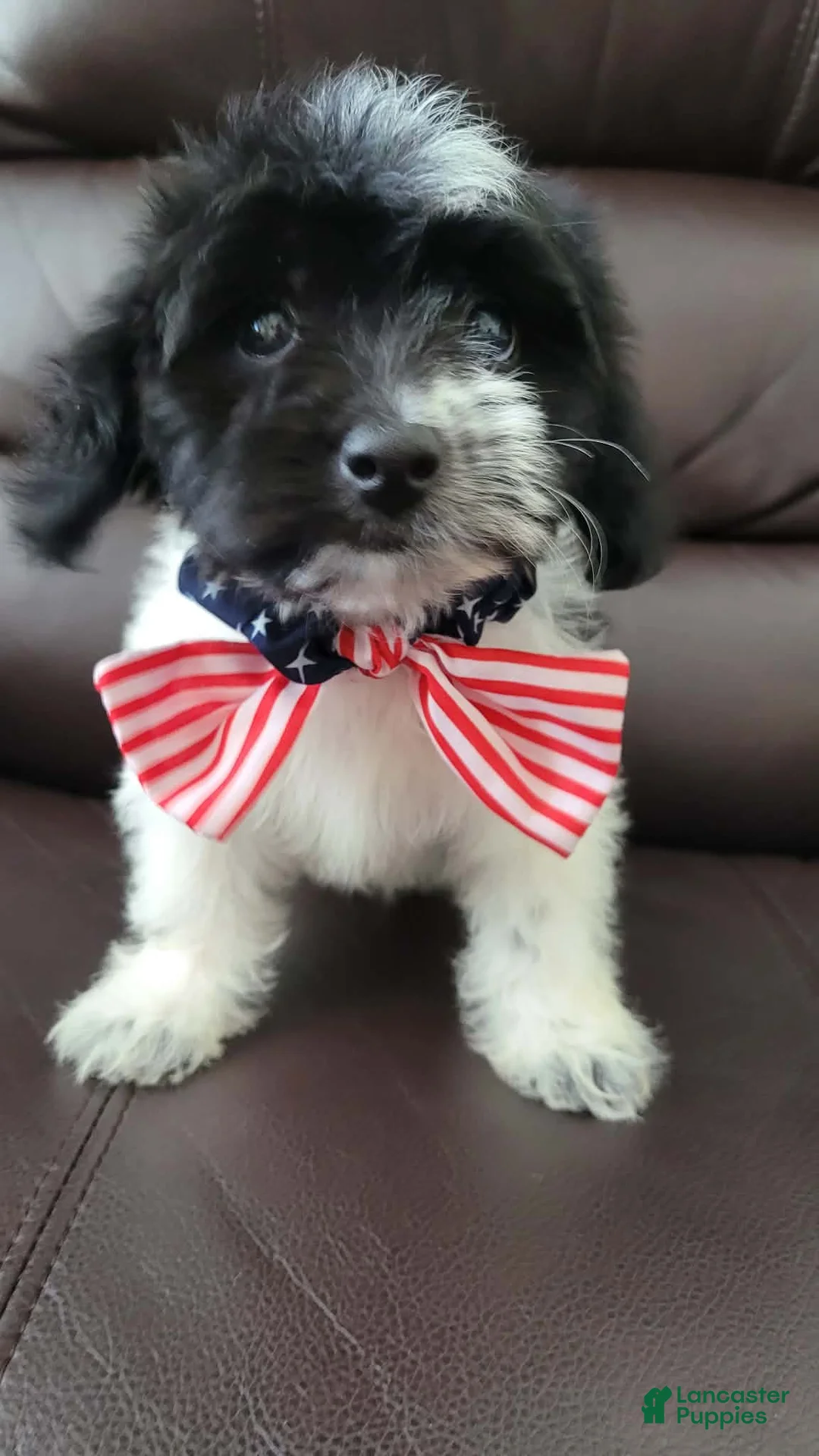 Maltipoo dogs for sale: Maltipoo 3 - Ad 1