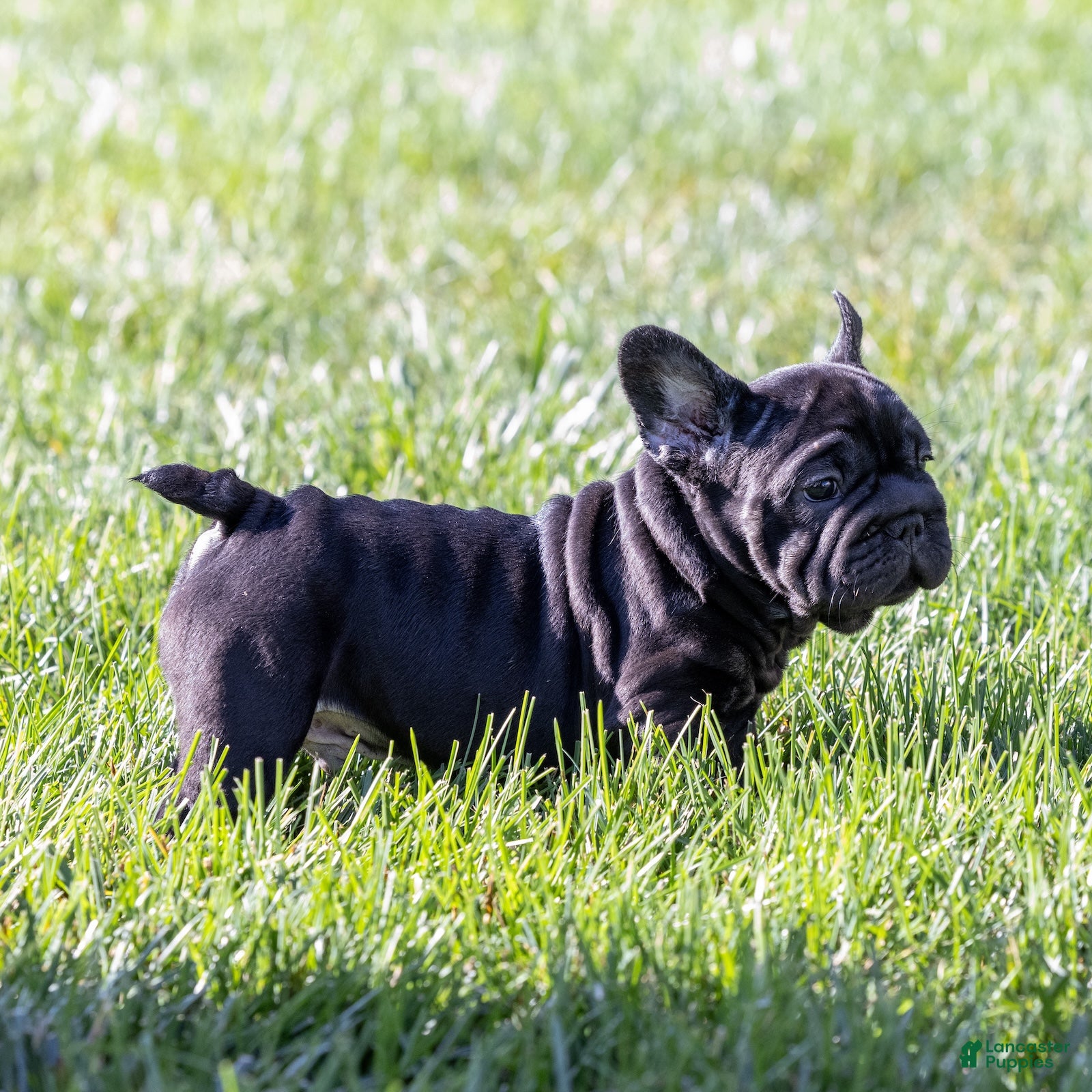 French Bulldog dogs Spidey - Ad 1