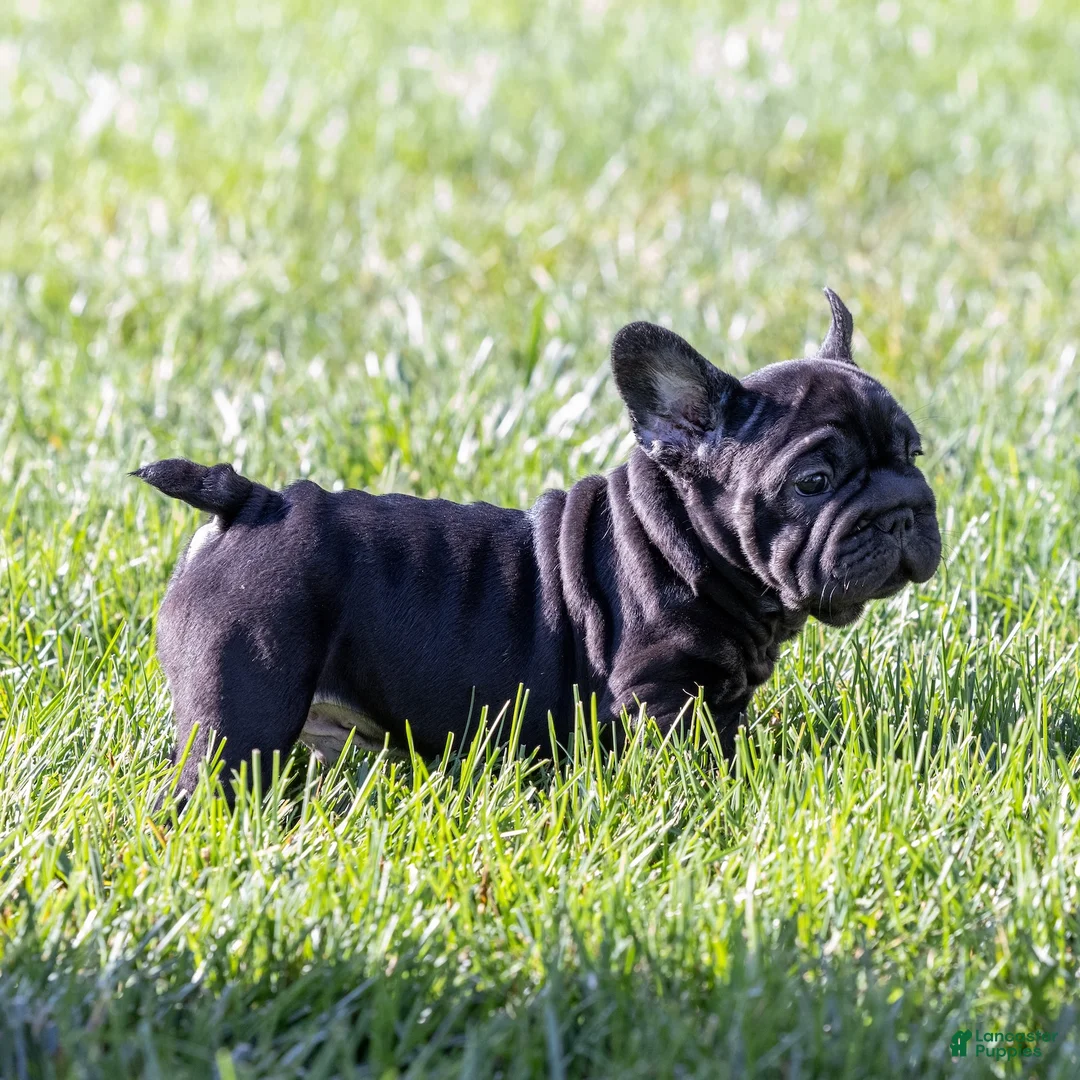 French Bulldog dogs for sale: Spidey - Ad 1