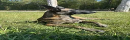 Dutch Shepherd dogs for sale: Harley - Ad 2