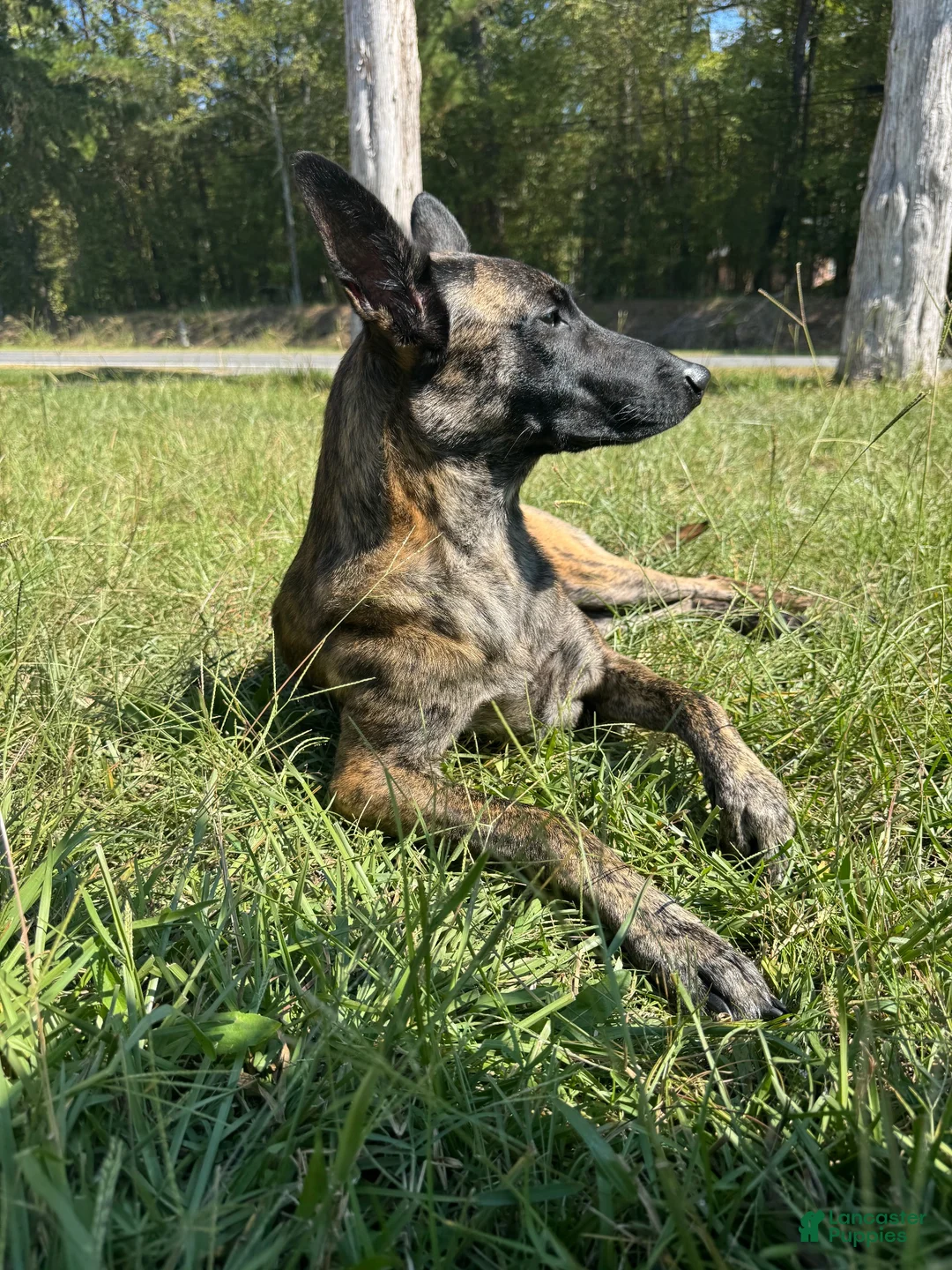 Dutch Shepherd dogs for sale: Harley - Ad 2