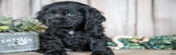 Cocker Spaniel dogs for sale: Diana - Ad 2