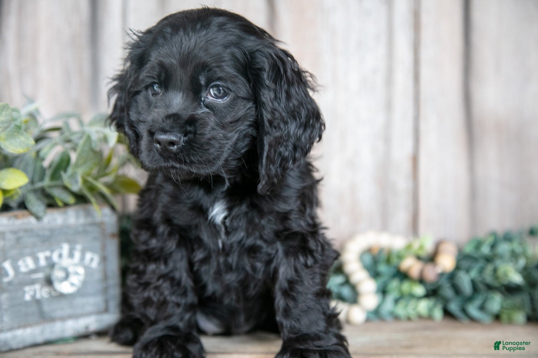 Cocker Spaniel dogs for sale: Diana - Ad 2
