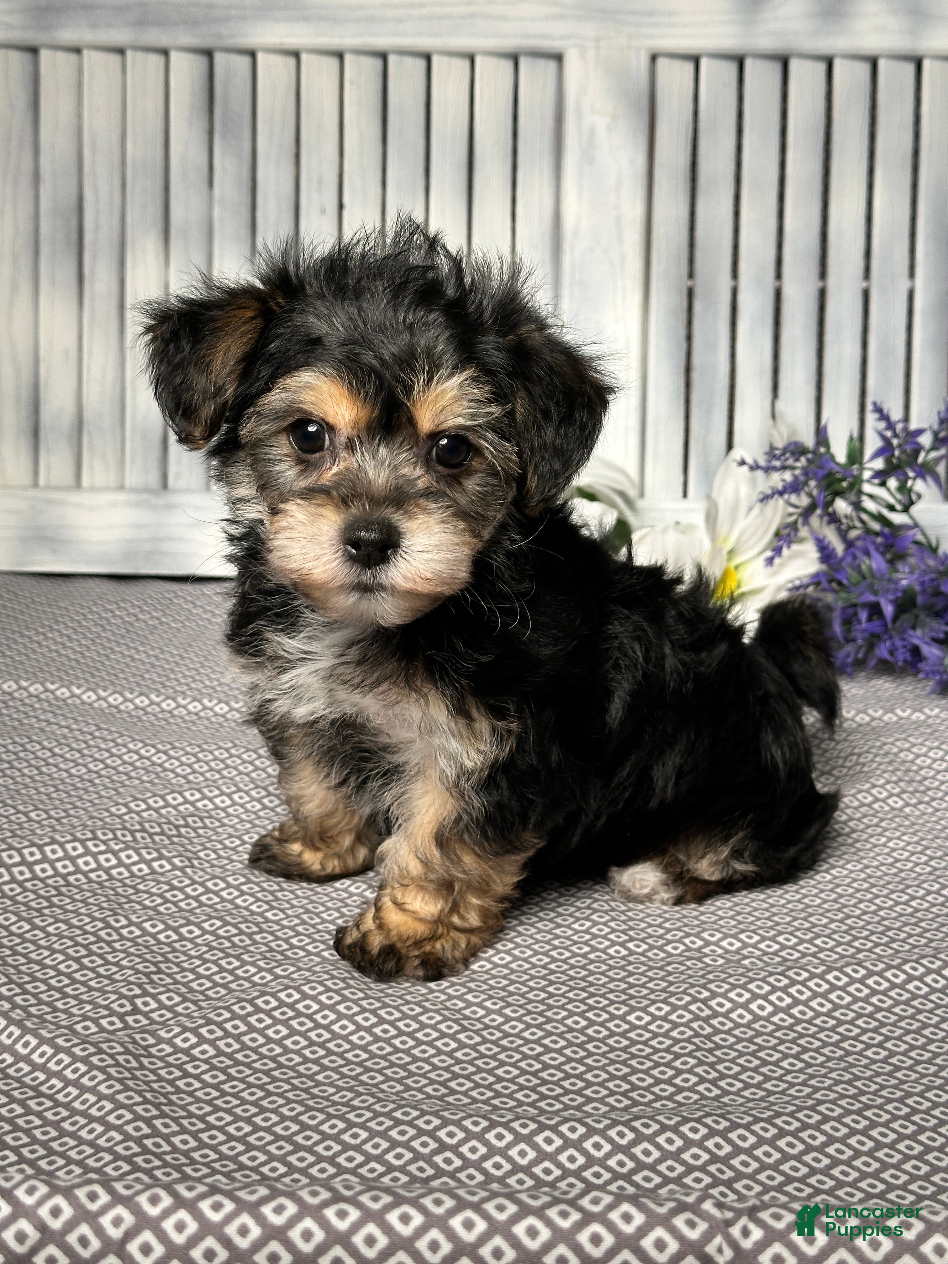 Yochon dogs Austin - Ad 2