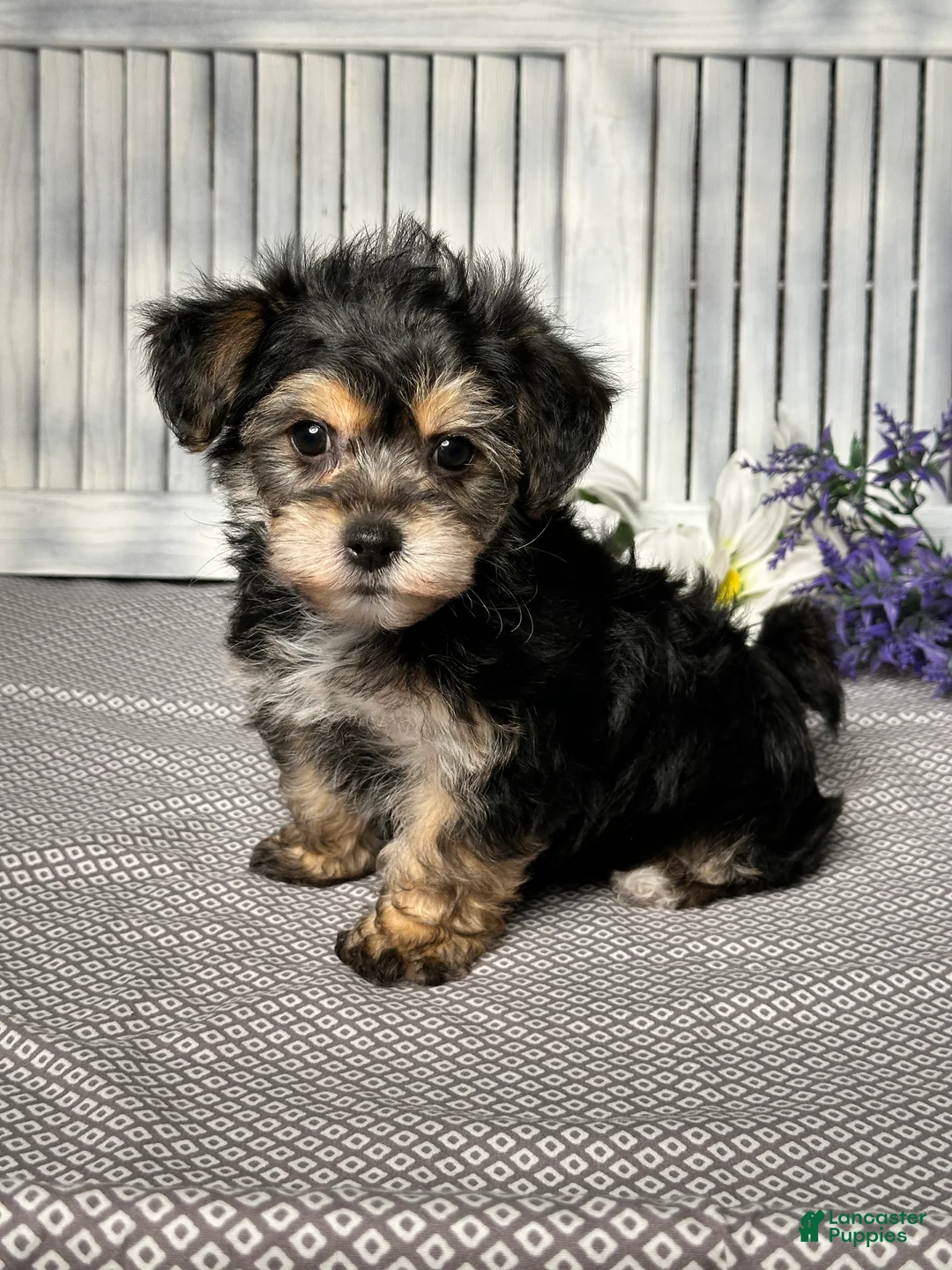 Yochon dogs for sale: Austin - Ad 2