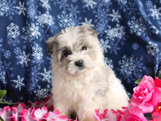 Mixed Breed dogs Fluffy - Ad 17