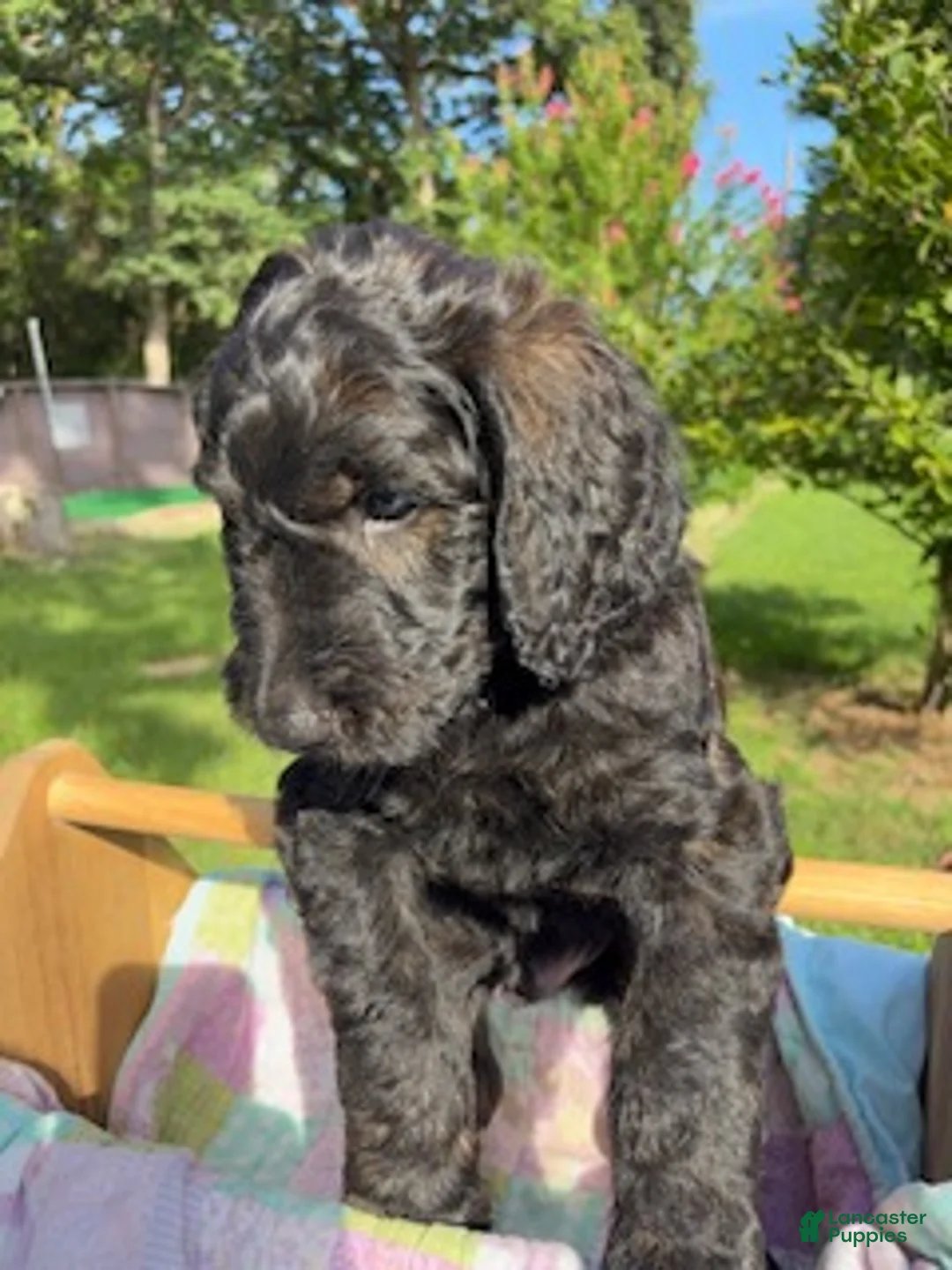 Goldendoodle dogs for sale: Henry - Ready for Delivery - Ad 2