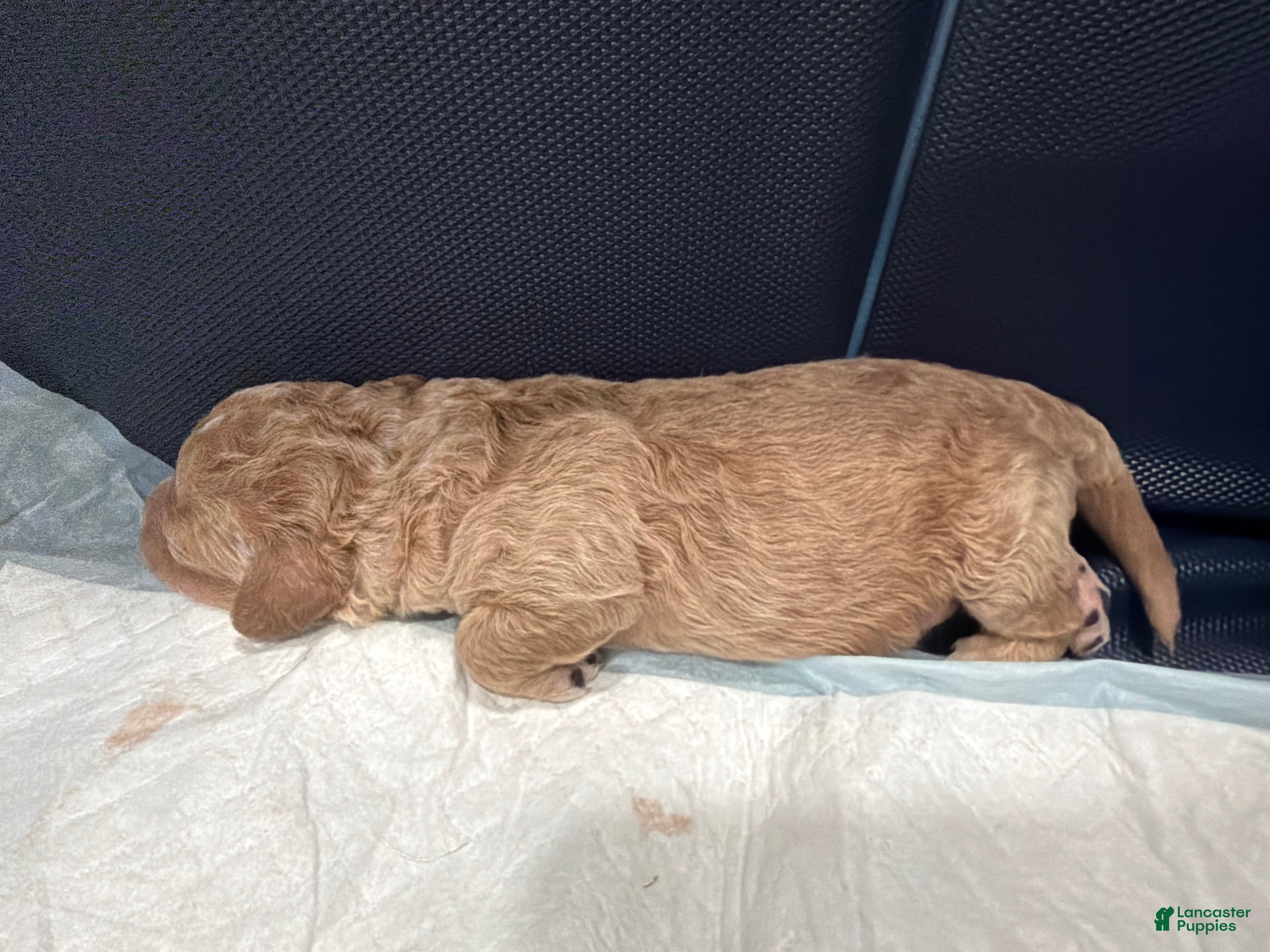 Mini Goldendoodle dogs Mini Goldendoodle Puppy 1 - Ad 4