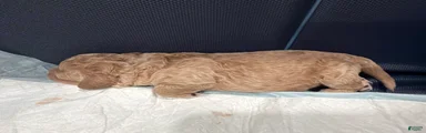 Mini Goldendoodle Puppy 1