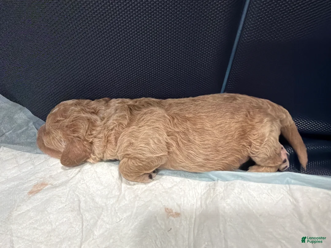 Mini Goldendoodle dogs for sale: Mini Goldendoodle Puppy 1 - Ad 1