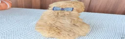 Mixed Breed dogs for sale: Hunter - Ad 4