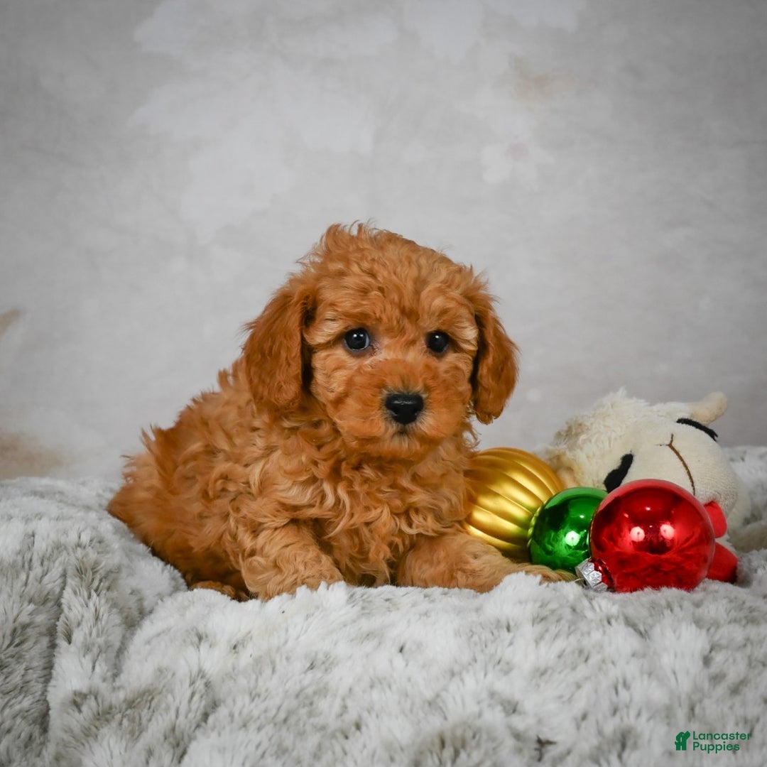 Miniature Poodle dogs for sale: Charles - Ad 5