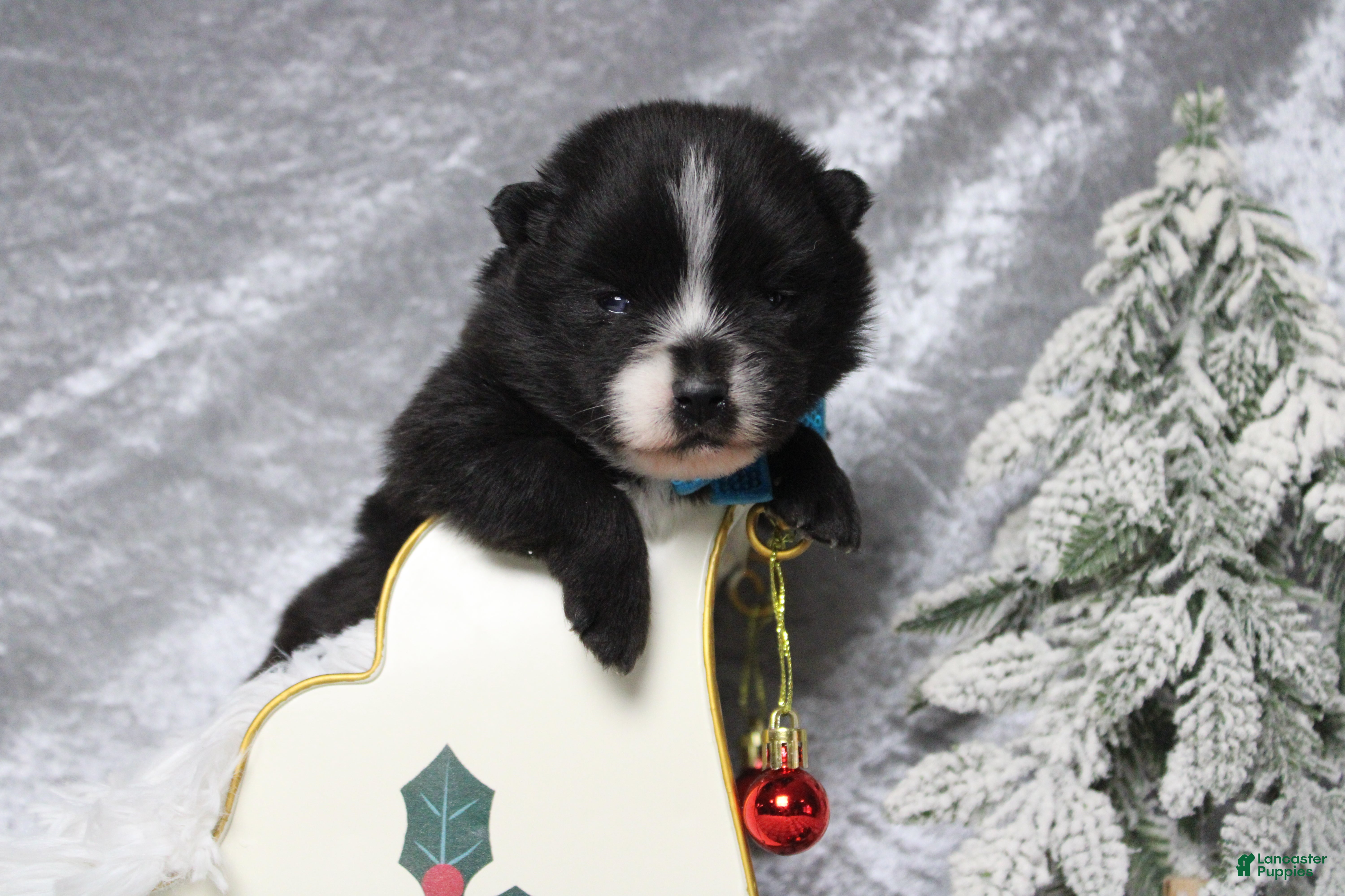 Pomsky dogs Luey  - Ad 4