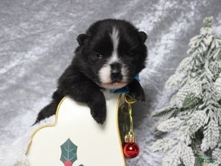 Pomsky dogs Luey - Ad 23